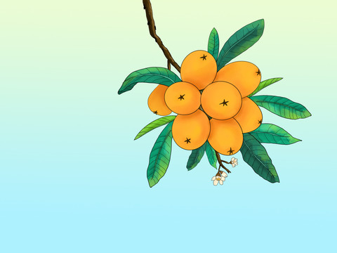 枇杷插圖