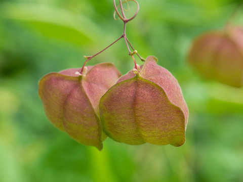 无患子科植物倒地铃