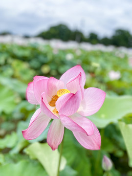 盛开的莲花