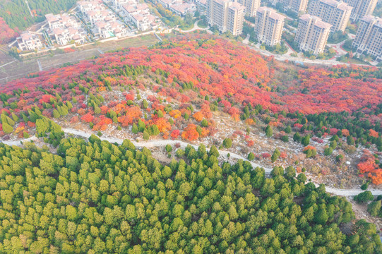 航拍济南蝎子山蚰蜒山红叶