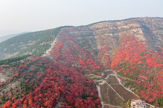 航拍济南蝎子山蚰蜒山红叶