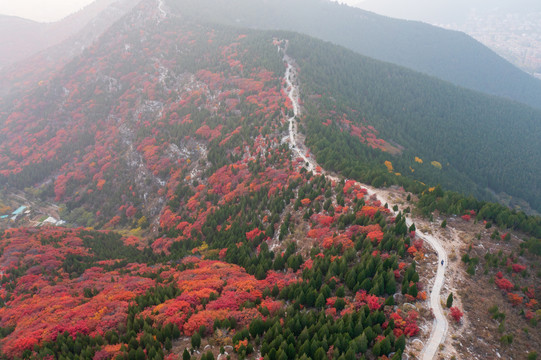 航拍济南蝎子山蚰蜒山红叶