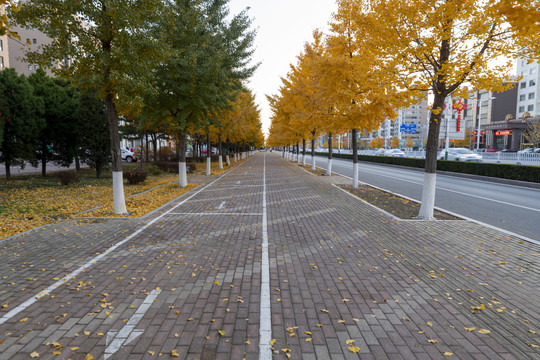 银杏树的街道