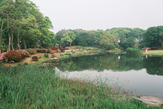 湖北武汉东湖磨山杜鹃园初春风光