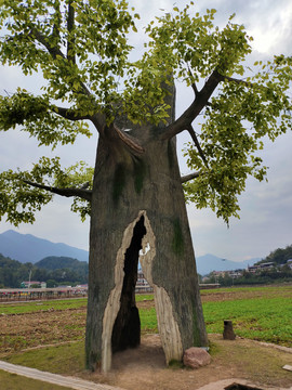 空壳树