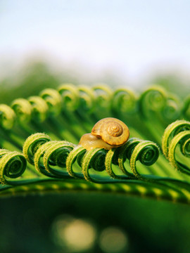 绿色植物树叶