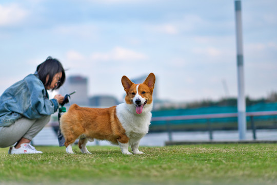 可爱的宠物柯基犬