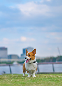 可爱的宠物柯基犬