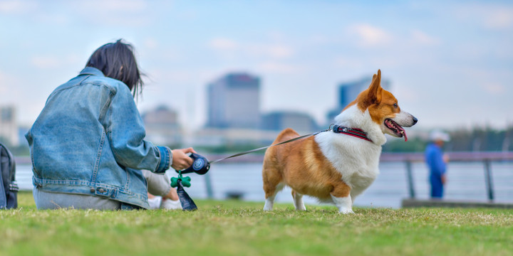 可爱的柯基犬