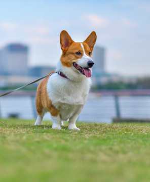 可爱的柯基犬