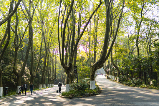 南京中山陵梧桐树