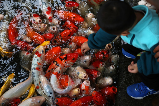 喂魚