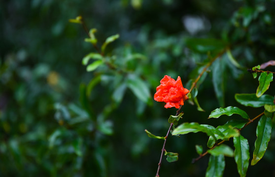 一朵红色石榴花