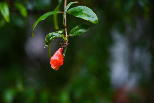 一枝带雨珠的红果