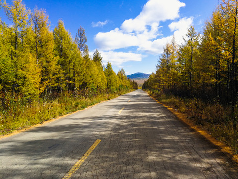 秋季公路森林