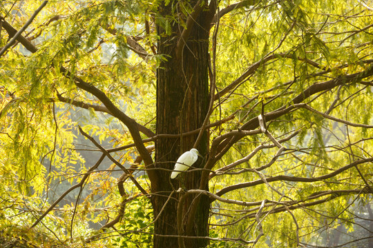 水杉树与停歇的白鹭
