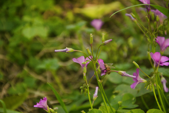 清新小紫花