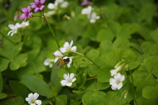 蜜蜂采花蜜