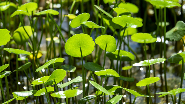 铜钱草