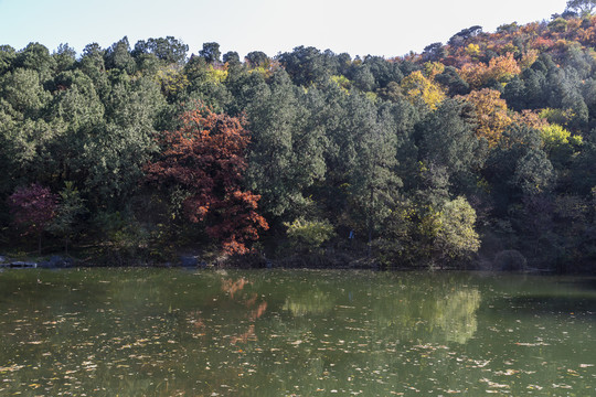 金秋時(shí)節(jié)的北京香山公園紅葉