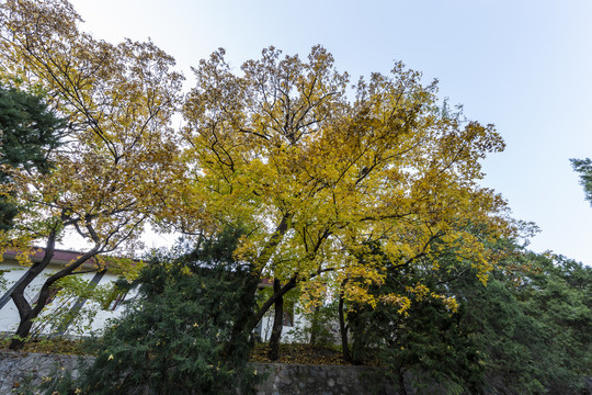 金秋时节北京香山公园的银杏树
