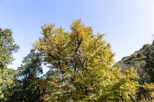 金秋时节北京香山公园的银杏树