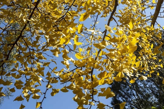 金秋时节北京香山公园的银杏树