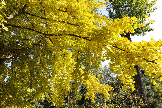 金秋时节北京香山公园的银杏树