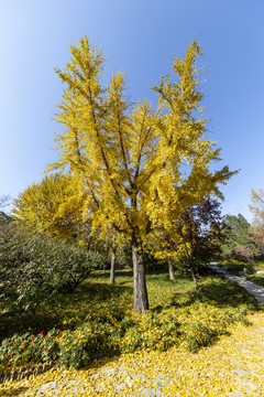 金秋时节北京香山公园的银杏树