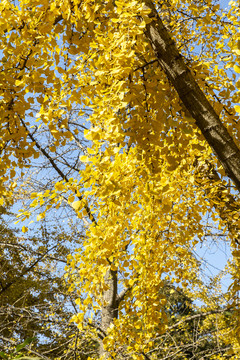 金秋时节北京香山公园的银杏树