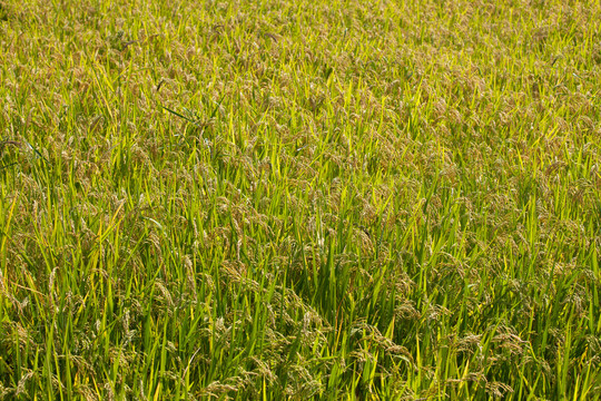 中国南方传统主食稻米的种植