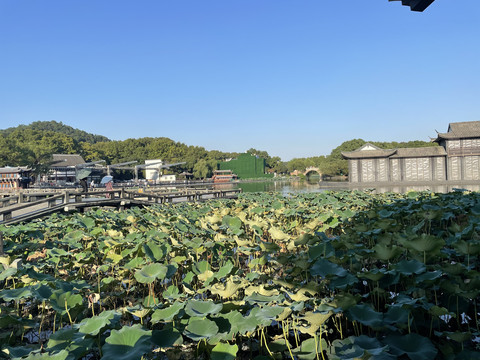 西湖景区