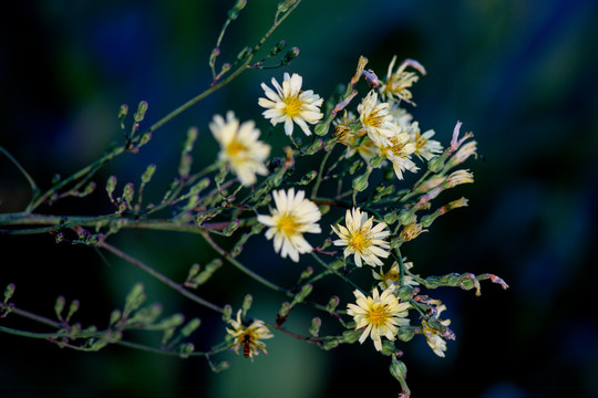 翅果菊