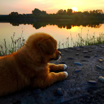 夕阳下的小狗