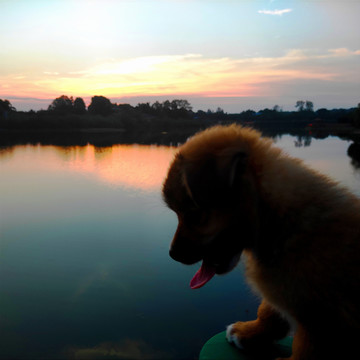 夕阳下的小狗