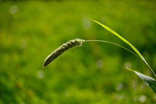 狗尾巴草