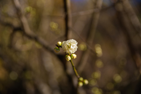 梅花