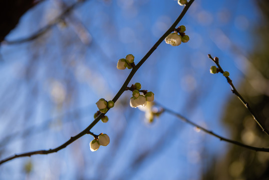 梅花