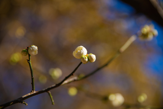 梅花