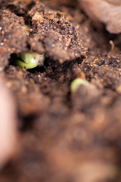 春天土壤里即将长出的新芽特写