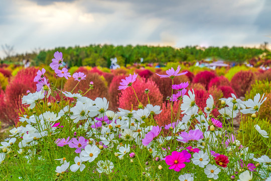 格桑花