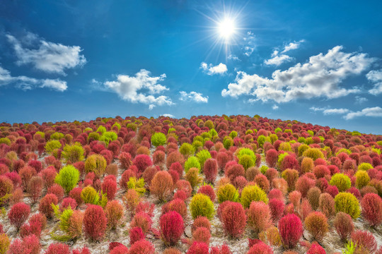 地肤草花海