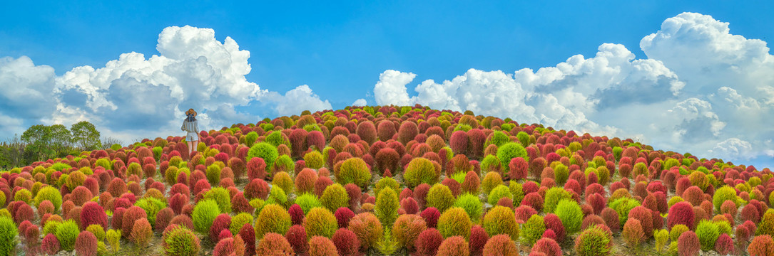 地肤草花海