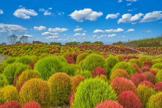 地肤草花海