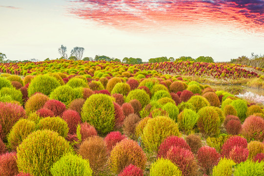 地肤草花海