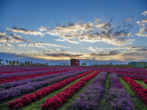 佳木斯市抚远市花海