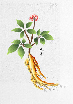 手繪人參