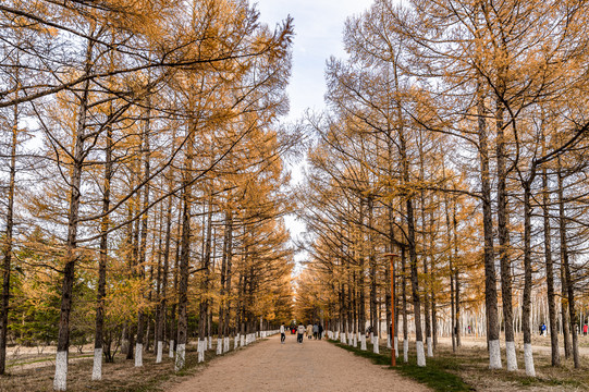 中国长春百木园秋季风景