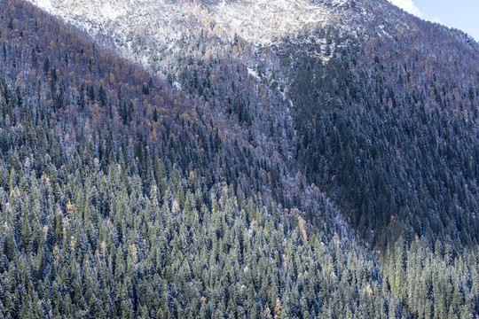 秋冬季节雪后的山林