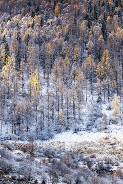 秋冬季节雪后的山林